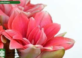 hippeastrum Double Dream (2)